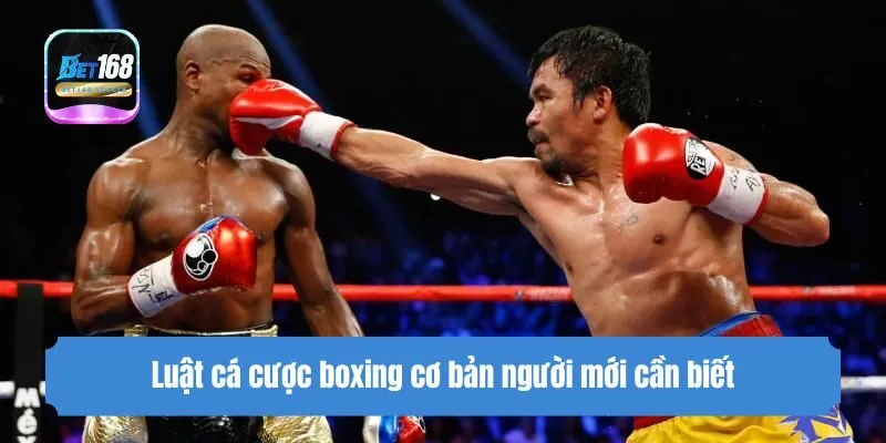 Luật cá cược boxing cơ bản người mới cần biết