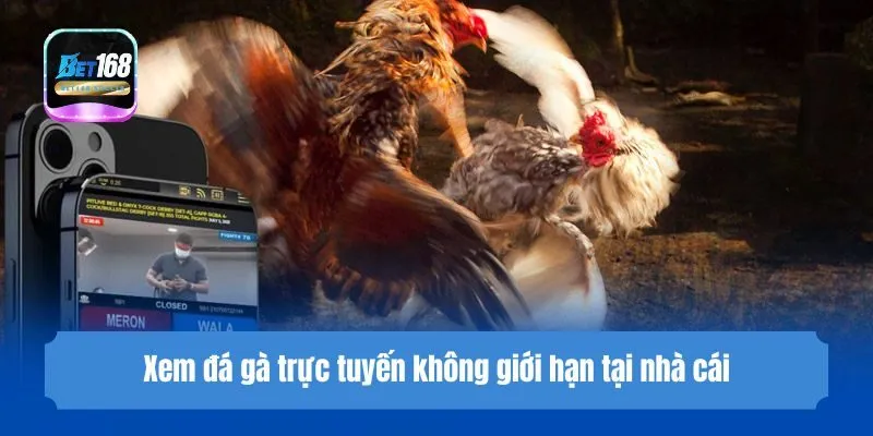 Xem đá gà trực tuyến không giới hạn tại nhà cái